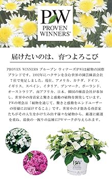 Amazon.co.jp: 花苗 苗スーパーゼラニウム チャンピオン